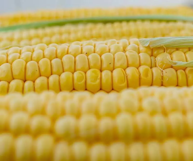 Miałeś uprawy kukurydzy w 2023 roku? Przysługuje Ci pomoc finansowa!