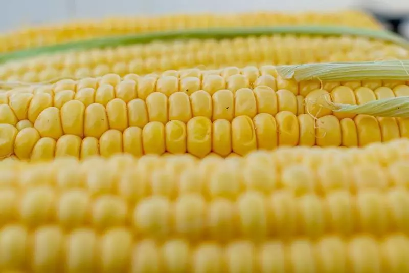 Miałeś uprawy kukurydzy w 2023 roku? Przysługuje Ci pomoc finansowa!