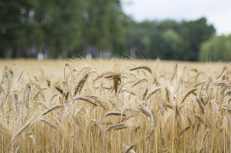 Badanie plonów zbóż oraz rzepaku