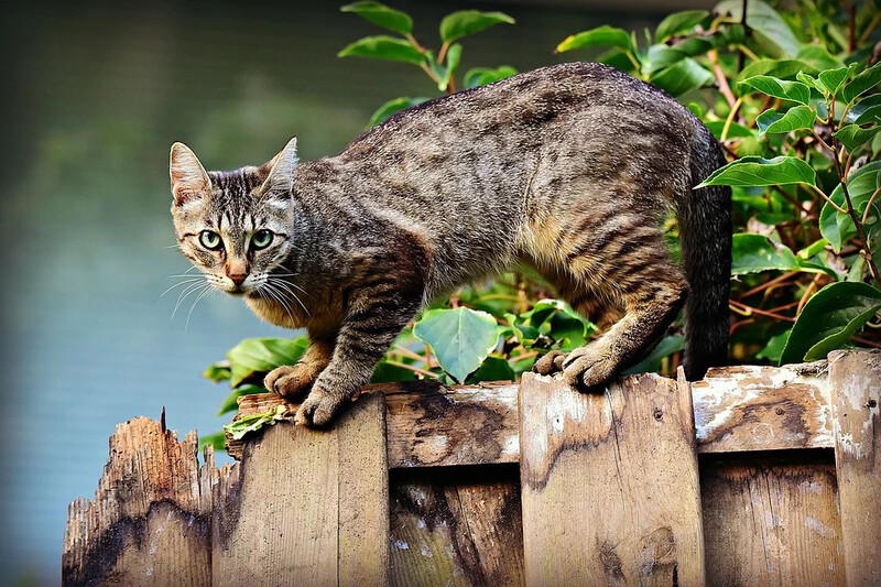 Jak odnaleźć zaginionego kota?