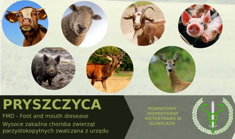 Powiatowy Lekarz Weterynarii ostrzega przed pryszczycą!