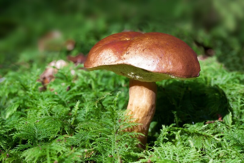 Rozpoczyna się sezon na grzybobranie. Pamiętajcie o podstawowych zasadach bezpieczeństwa!
