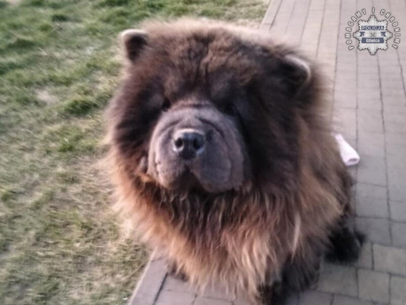 Zaginął pies rasy Chow Chow – Policja prosi o pomoc w ustaleniu sprawcy kradzieży